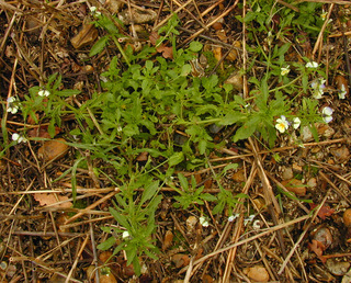 Viola tricolor ssp tricolor