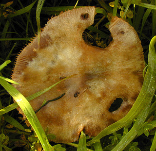 Volvariella gloiocephala