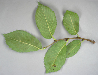 Ulmus minor ssp angustifolia