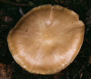 Entoloma clypeatum f. clypeatum