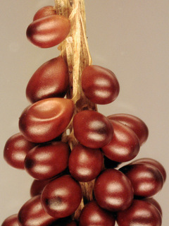Leocarpus fragilis