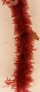 Heterosiphonia plumosa