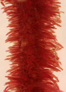 Heterosiphonia plumosa