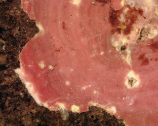 Phymatolithon lenormandii
