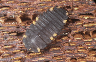 Endomychus coccineus