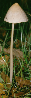 Parasola conopilea