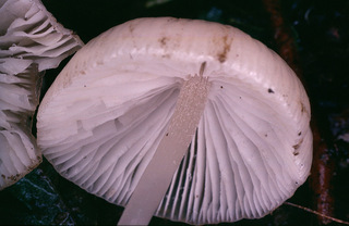 Psathyrella corrugis