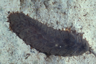 Lepidonotus squamatus