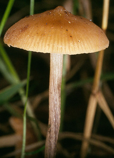 Naucoria amarescens