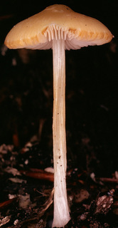 Pluteus chrysophaeus
