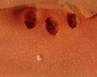 Peniophora incarnata