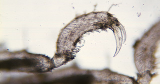 Ammothella longipes