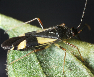 Dryophilocoris flavoquadrimaculatus