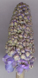 Muscari armeniacum cv Blue Spike