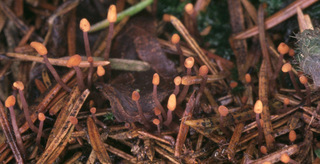 Heyderia abietis
