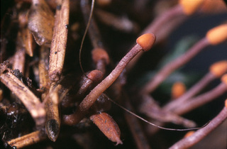 Heyderia abietis