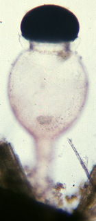 Pilobolus (unidentified)