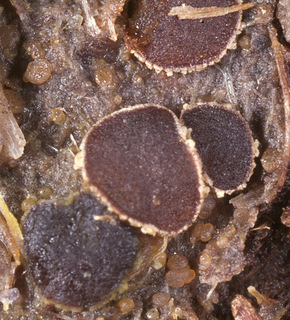 Ascobolus roseopurpurascens