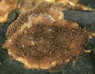 Melanospora lagenaria