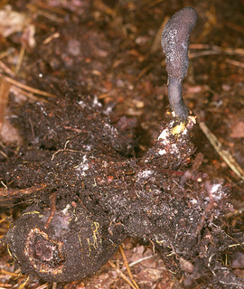 Elaphomyces muricatus
