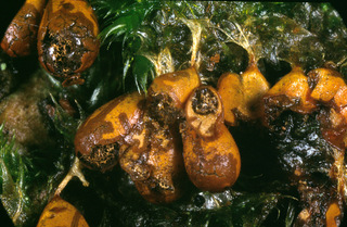 Leocarpus fragilis