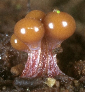 Hemitrichia clavata