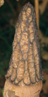 Morchella vulgaris