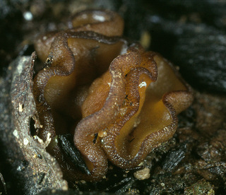 Anthracobia maurilabra