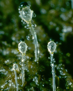 Pilobolus kleinii