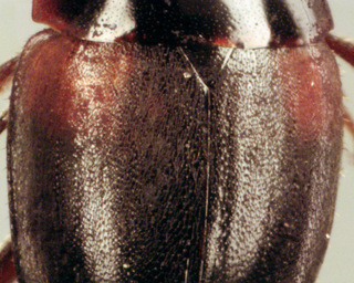 Anisotoma humeralis