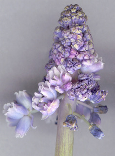 Muscari armeniacum cv Blue Spike