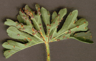 Puccinia malvacearum