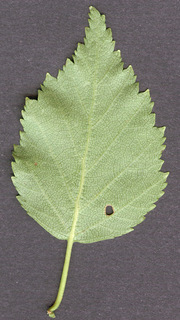 Betula pendula x pubescens = B. x aurata