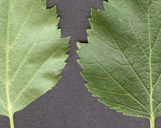 Betula pendula x pubescens = B. x aurata