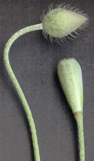 Papaver dubium ssp dubium