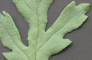 Papaver dubium ssp dubium