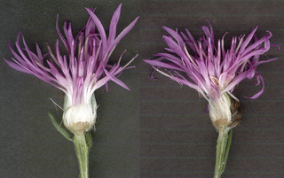Centaurea nigra var radiata