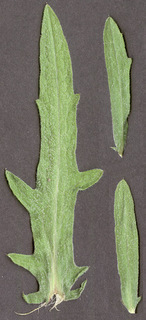 Centaurea nigra var radiata