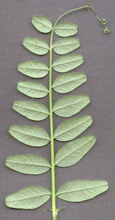 Vicia sepium