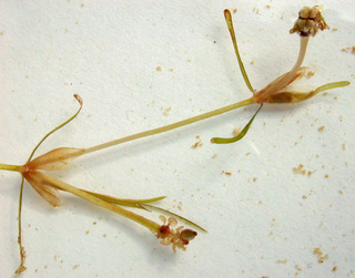 Potamogeton pusillus