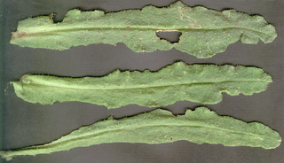 Anchusa arvensis