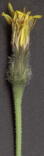Leontodon hispidus