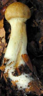 Cortinarius subtortus