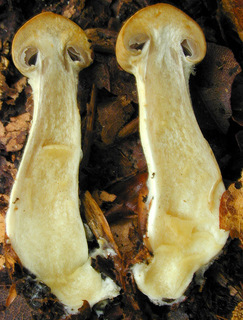 Cortinarius subtortus