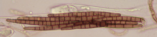 Trichoglossum hirsutum