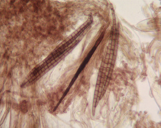 Trichoglossum hirsutum