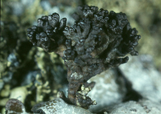 Sphaerophorus (unidentified)