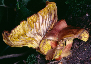 Phylloporus pelletieri