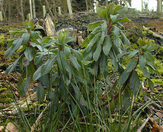 Euphorbia amygdaloides ssp amygdaloides