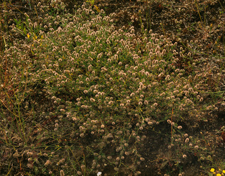 Trifolium arvense